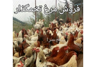 فروش مرغ بومی مرغ تخمگذار مرغ بومی تخمگذار در ارومیه فروش مرغ بومی