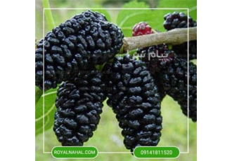 خرید نهال توت از شرکت رویال نهال
