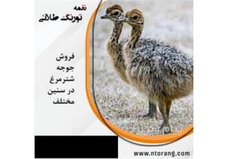 فروش جوجه شترمرغ یک ماهه گردن آبی فروش جوجه شترمرغ