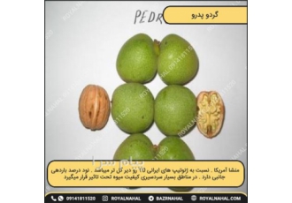 خرید نهال گدو پدرو
