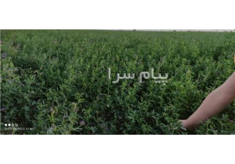 خرید و فروش یونجه درجه ۱ پودر یونجه و کاه و کلش گندم بدون واسطه در قزوین