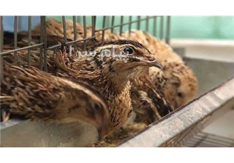 فروش جوجه بلدرچین سپیدطیوران در تهران فروش جوجه بلدرچین گوشتی اصلاح
