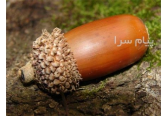 فروش بلوط در تهران بلوط تازه عالی فوق العاده تهران هستیم در خدمت شما