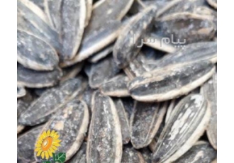 پخش عمده تخمه امیر