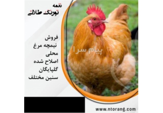 فروش مرغ بومی محلی اصلاح نژاد شده گلپایگانی با کیف