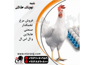 فروش پولت تخم گذار و ال اس ال و هایلاین ونیک چیک و شیور ، فروش مرغ تخمگذار صنعتی و فروش مرغ تخمگذار
