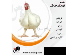 فروش انواع جوجه گوشتی راس،پلاس،کاب،آرین