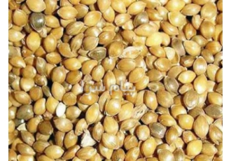 فروش ارزن درشت