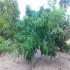 فروش نهال گردو خوشه ای در میاندوآب گردو خوشه ای میوه ها در این رقم