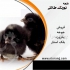 فروش جوجه یکروزه گلپایگانی محلی جوجه جهادی در تهران فروش جوجه مرغ یک