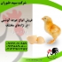 فروش انواع جوجه گوشتی راس پلاس کاب آرین در تهران فروش انواع جوجه مرغ