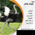 فروش جوجه شترمرغ یک ماهه گردن آبی فروش جوجه شترمرغ فروش جوجه شترمرغ