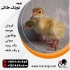 فروش جوجه بوقلمون بیوتی فروش جوجه بوقلمون برنز در تهران فروش جوجه