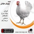 فروش پولت تخم گذار و ال اس ال و هایلاین ونیک چیک و شیور فروش مرغ تخمگذار صنعتی و فروش مرغ تخمگذار