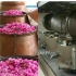 تولید تخصصی عطر تام گل محمدی قمصر کاشان محصولی از گل معطر منطقه کاشان