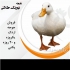 فروش جوجه اردک پکنی و بومی فروش جوجه گوشتی در تهران فروش جوجه اردک