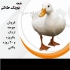 فروش جوجه اردک پکنی و بومی فروش جوجه گوشتی در تهران فروش جوجه اردک