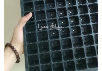 سینی نشا گلخانه