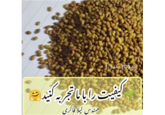 فروش بذر یونجه دیم اصل در تبریز فروش بذر یونجه دیم اصل با کیفیت مناسب