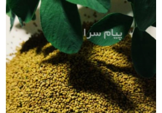 فروش بذر قره یونجه (بذر سیاه یونجه)اصل