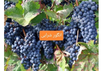 خرید نهال انگور در میاندواب نهال انگور دیر گل هست و مناسب برای اب گیری
