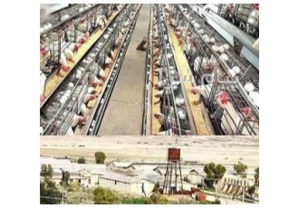 فروش مرغداری شرکت سبزدشت فارس