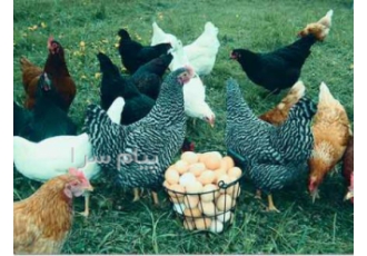 فروش جوجه یکروزه گوشتی و نیمچه مرغ تخمگذار