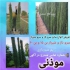 نهال سرو شیراز کاشته شده در حلب مخصوص فضای سبز در کرج فروش نهال زینتی