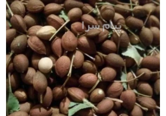 فروش‌ مهلب وحشی فروش مهلب محلب وحشی بصورت طبیعی در کوهستان های زاگرس