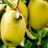 نهال سیب زرد فرانسه سیب زرد فرانسه رقم تجاری دارای طعم عالی بسیار بازار