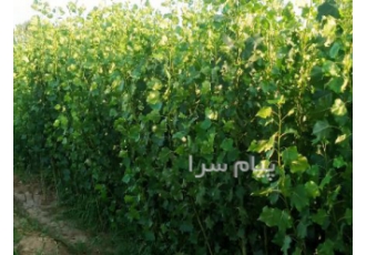 نهال فروشی