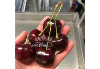 فروش نهال گیلاس دلارکا
