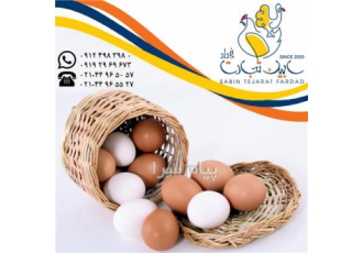 فروش و صادرات تخم مرغ خوراکی سفید و قهوه ای سابین در تهران دفتر فروش