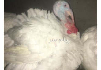 خرید و فروش بوقلمون کشتاری جوجه ۱ روزه بوقلمون در تهران خرید و فروش
