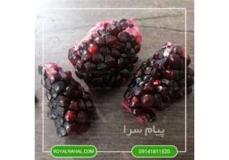 خرید نهال انار ساوه