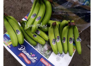 ترخیص موز