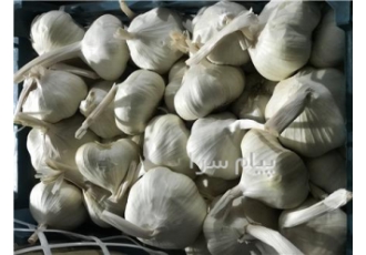 فروش سیر همدان فروش سیر سفید و قرمز صادراتی همدان در بسته بندی