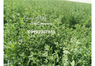 فروش پودر یونجه درجه یک - یونجه و سبوس