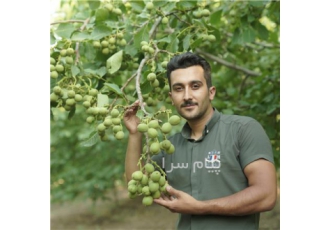 فروش نهال گردو رویال ژنوتیپ تیپ ۷ فروش نهال گردو تیپ 7 فاصله کاشت 6