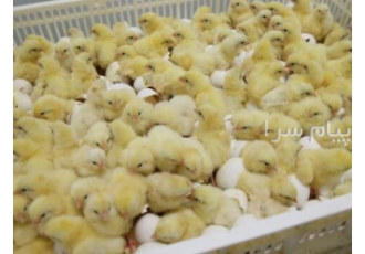 فروش جوجه یک روزه مرغ گوشتی