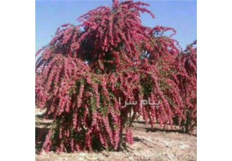 فروش زرشک زعفران عناب