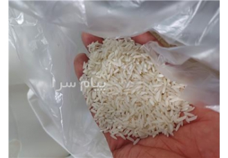 برنج طارم هاشمی فریدونکنار خرید مستقیم از کشاورز