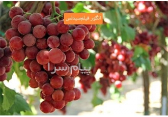 خرید نهال انگو فلیم سیدلس بیدانه