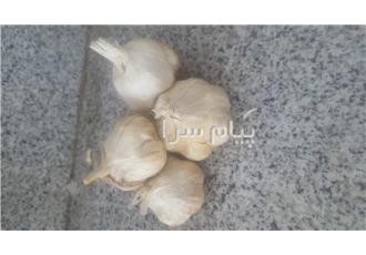 فروش سیر بذری