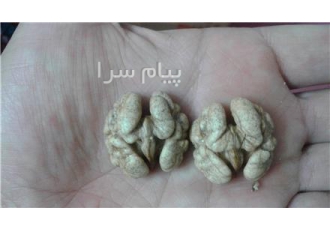 گردو در کاشان انواع گردو پوست کاغدی و مغز سفید محصول باغات نهاوند