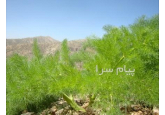 خرید و فروش جاشیر (جَوشیر) کوهی با سلام فروش جاشیر جَوشیر کوهی جهت