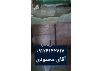 خریدار پت زنده و آسیابی شفاف و رنگی به صورت نقدی