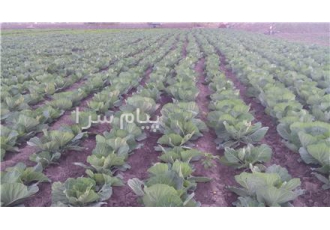 فروش انواع کلم