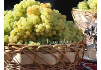 فروش کشمش آفتابی
