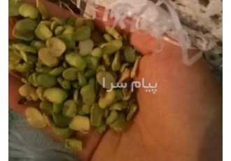لپه باقله مرغوب و خوشپخت